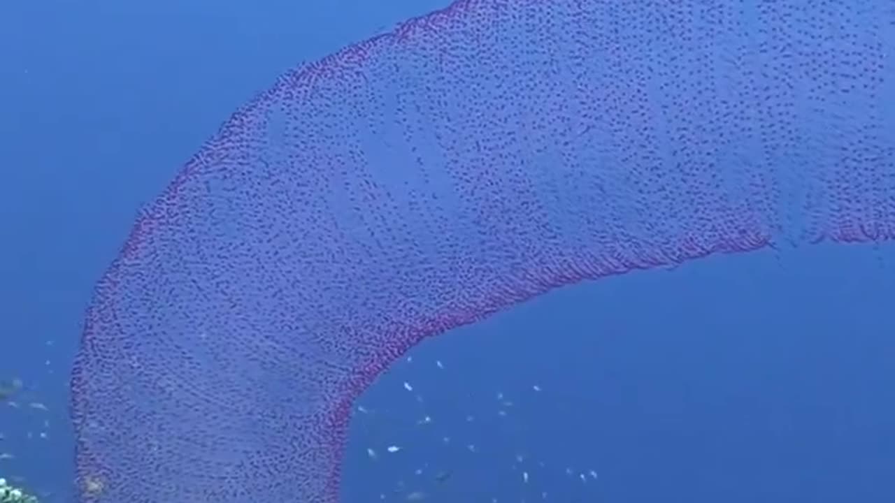 What creature is this?