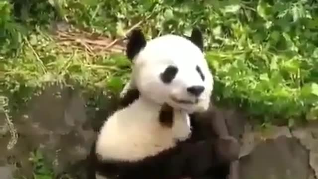 Lovely panda hug