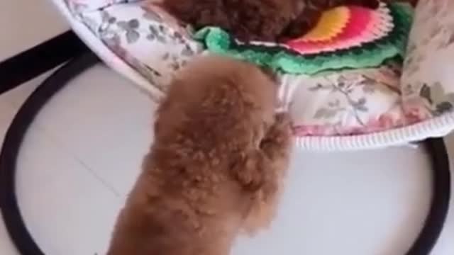 Funny dog videos try not to Laugh clean 🤣