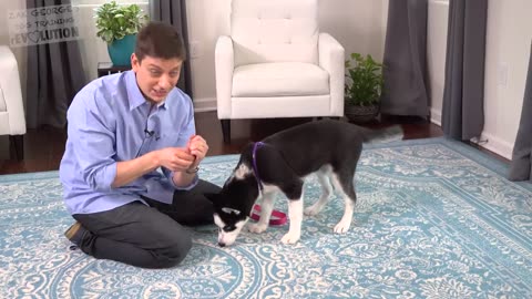 How to Teach your Puppy to Listen When they Won't!