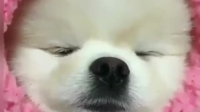 kp09-Cute Pomeranian Bunny Sleeping