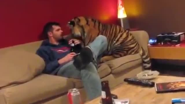 Friendly tiger in the home