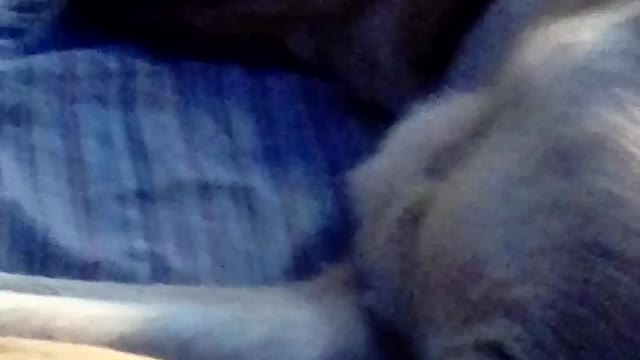 cure dog pt one and enjoy