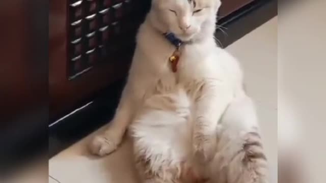 Cat's Funny Sitting Style