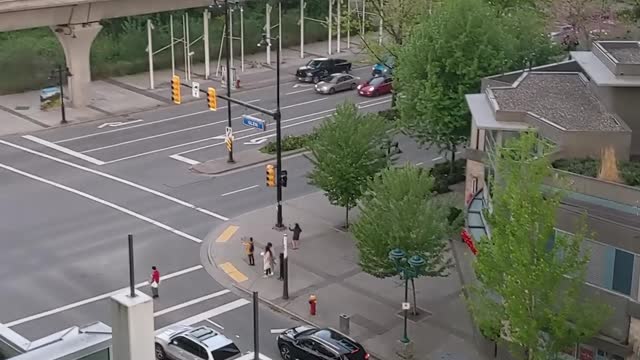 Canadians Patiently Wait for Crossing Ducklings