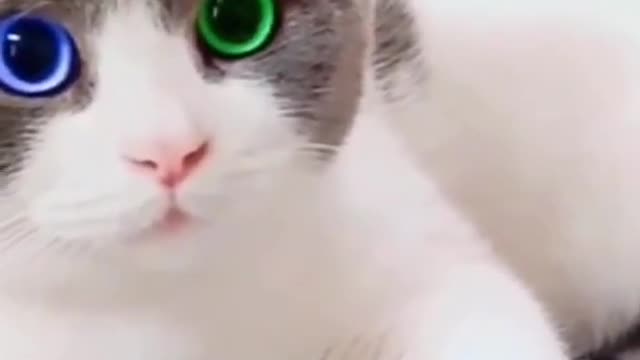 Cute cat funny video