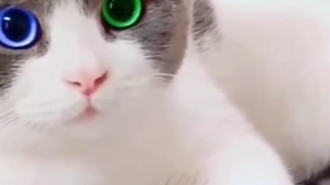 Cute cat funny video