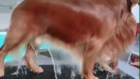 My Dog Teaches His Son How to Swim