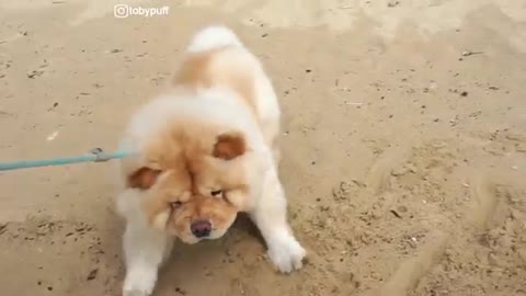 CHOWCHOW TOBYPUFF AT THE BEACH!!