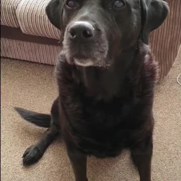 My labs cooler than yours