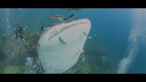 A super friendly whale shark playing with some lucky divers.