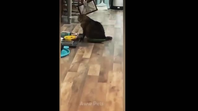 funny pet videos