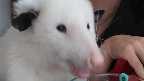 Pet Possum Eats Cereal