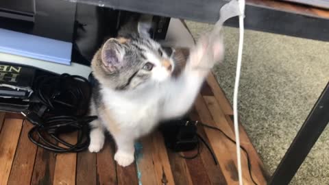 Cat & kitten both are cutes cat