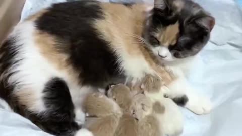 Mama cat with her newborns 🥹😻❤️