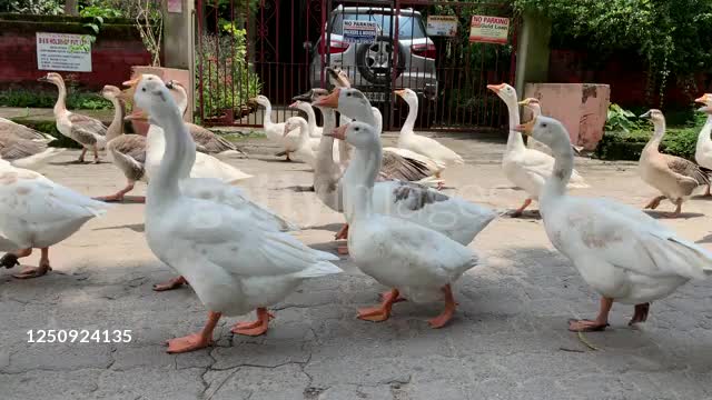 Gaggle of geese crossing a road