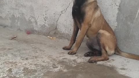 Malinois