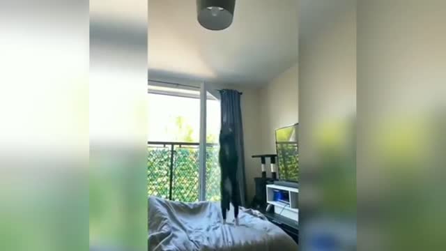 Get a cat they said 😂 - Funny Animal Videos 😂