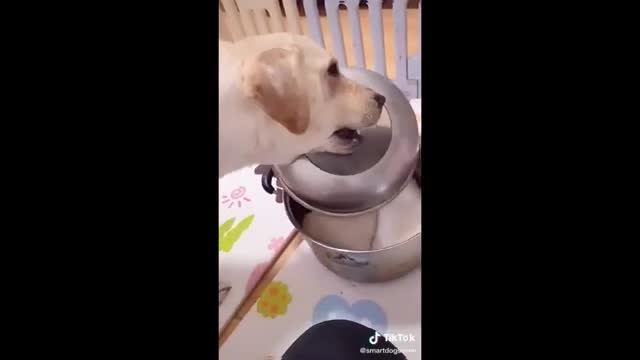 Cats & Dogs Reactions To Food Video / Funny Moments animals