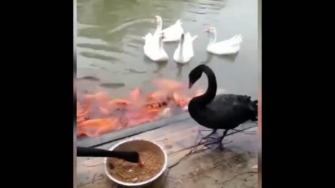 donde come uno comen todos