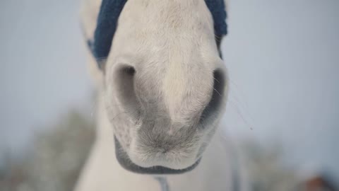 Muzzle of beautiful horse close-up. Horses walk outdoors in the winter