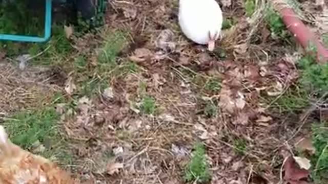 2 Moscovys & A Chick Episode 21: Daisy and Jingles are Tearing Up The Joint!