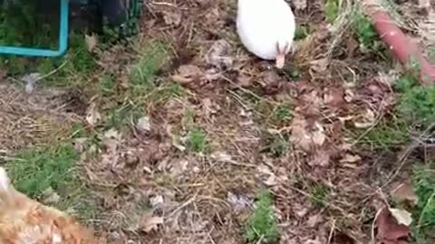 2 Moscovys & A Chick Episode 21: Daisy and Jingles are Tearing Up The Joint!