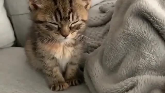 funny pets