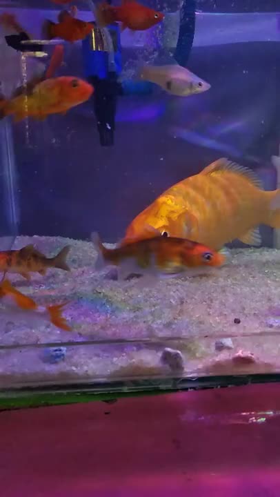 goldfish and koi fish