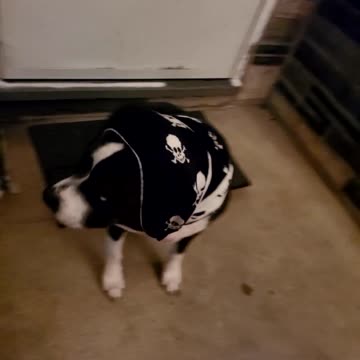 All ready for the snow! Pitbull with favorite scarf!