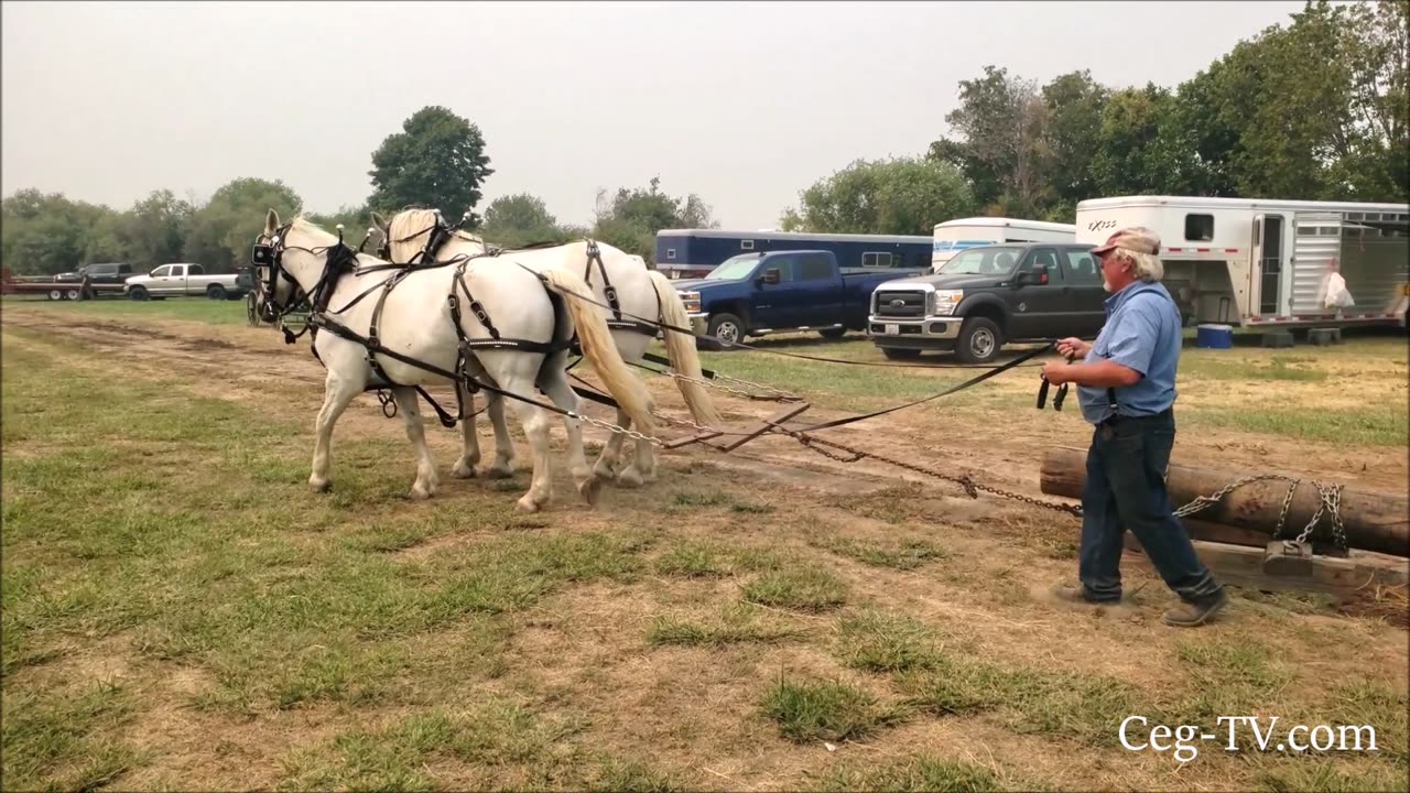 CWAM Pioneer Power Show: Horse and Harness Clinic