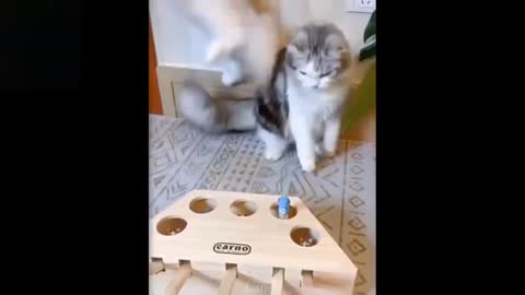 watch these cats go crazy,really fun and cute