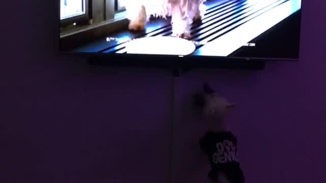 Westie problems dog jumps at tv
