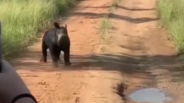 Beautiful Hippo Cub Vundo Running Us Compress, Animal World