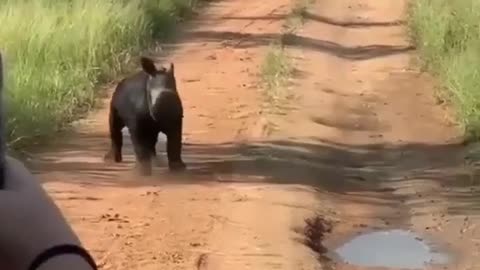 Beautiful Hippo Cub Vundo Running Us Compress, Animal World