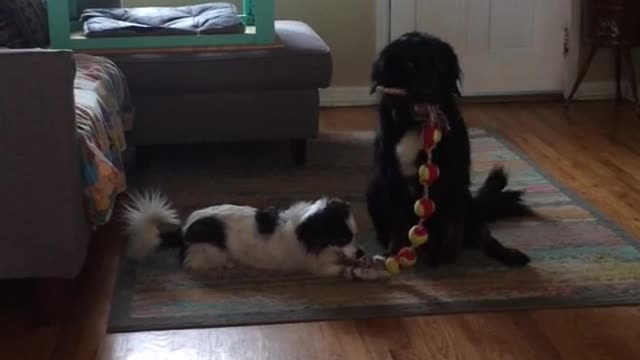 White dog on couch barks at black dog on rug