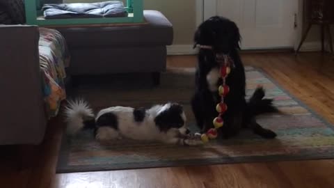 White dog on couch barks at black dog on rug