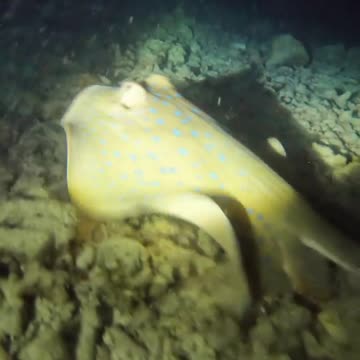 Fish In The Water #Fish_In_The_Water #animals_Nuture #fish