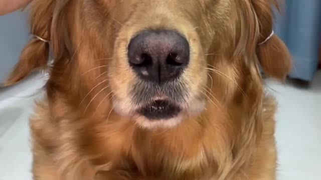 Golden Retriever's Hilarious Reaction After Eyebrows Tattoo !! Really Funny