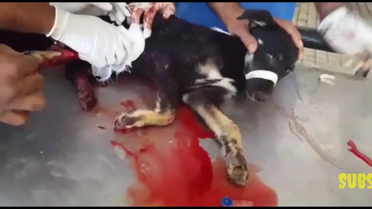 😭😭 very sad emotional dog video /😭😭😭🙏🙏 #dog video #sad dog video #Mijanur sir