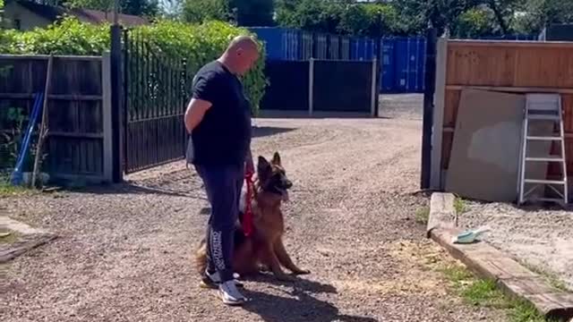 Aggressive Dogs skillful training. Wow!