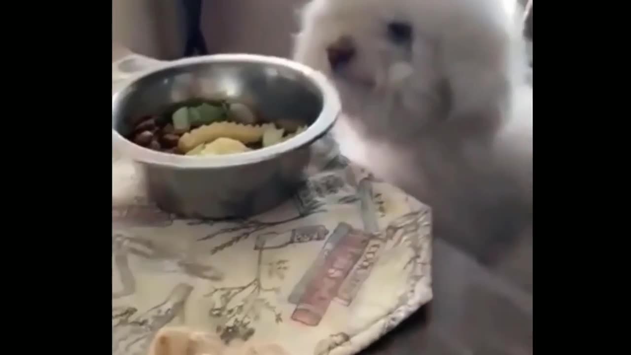 Funny cat 😽 vs Gun 🔫 - Funny Animals 😂 playing dead on finger shot Compilation