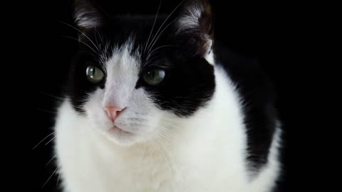 Cute cat