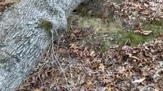 Cut Tree Had Some Water Stored Up