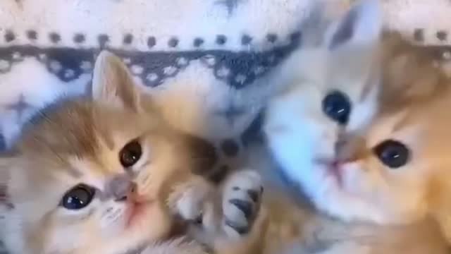 Sleepy time for these Cute Adorable funny kittens - funny cats #Shorts