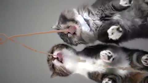 Cute & stranger cats