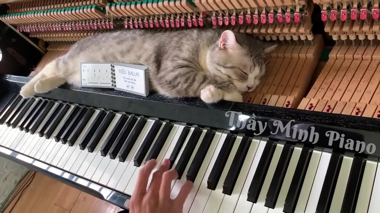 Playing the piano with a cat