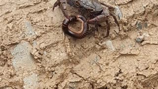 Crab collecting its food