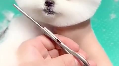 Cute puppy