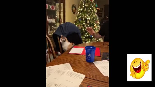 Hilarious cats